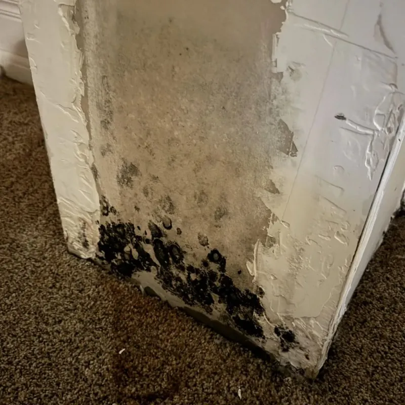 Professional Mold Removal in Crocker, MO